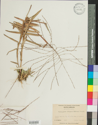 Gymnopogon ambiguus image