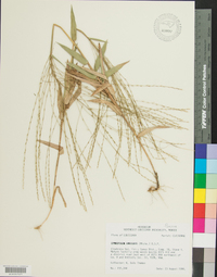 Gymnopogon ambiguus image