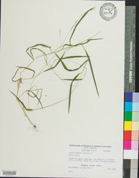 Leersia virginica image