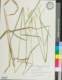 Leersia virginica image