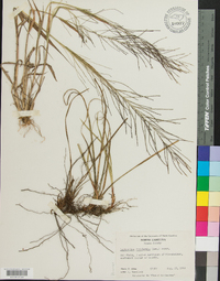 Leptochloa panicea image