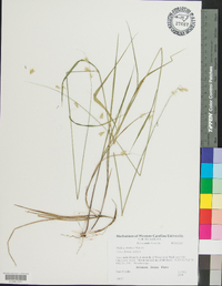 Melica mutica image
