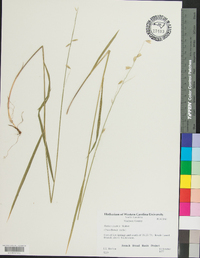 Melica mutica image
