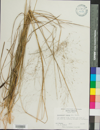 Muhlenbergia expansa image