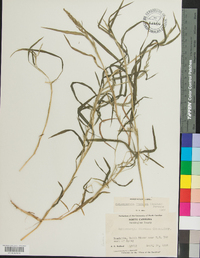 Muhlenbergia frondosa image