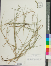 Muhlenbergia glomerata image