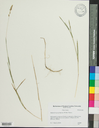 Muhlenbergia glomerata image