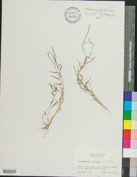 Muhlenbergia schreberi image