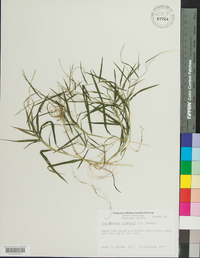 Muhlenbergia schreberi image