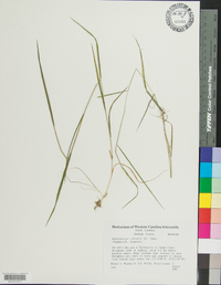 Muhlenbergia schreberi image