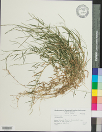 Muhlenbergia schreberi image