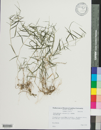 Muhlenbergia schreberi image