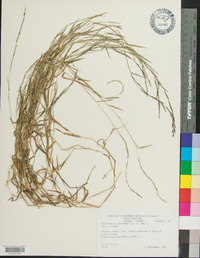 Muhlenbergia schreberi image