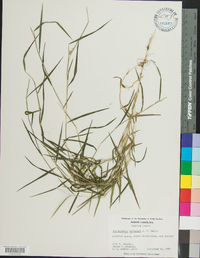 Muhlenbergia schreberi image