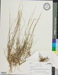 Muhlenbergia schreberi image