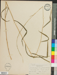 Muhlenbergia tenuiflora image