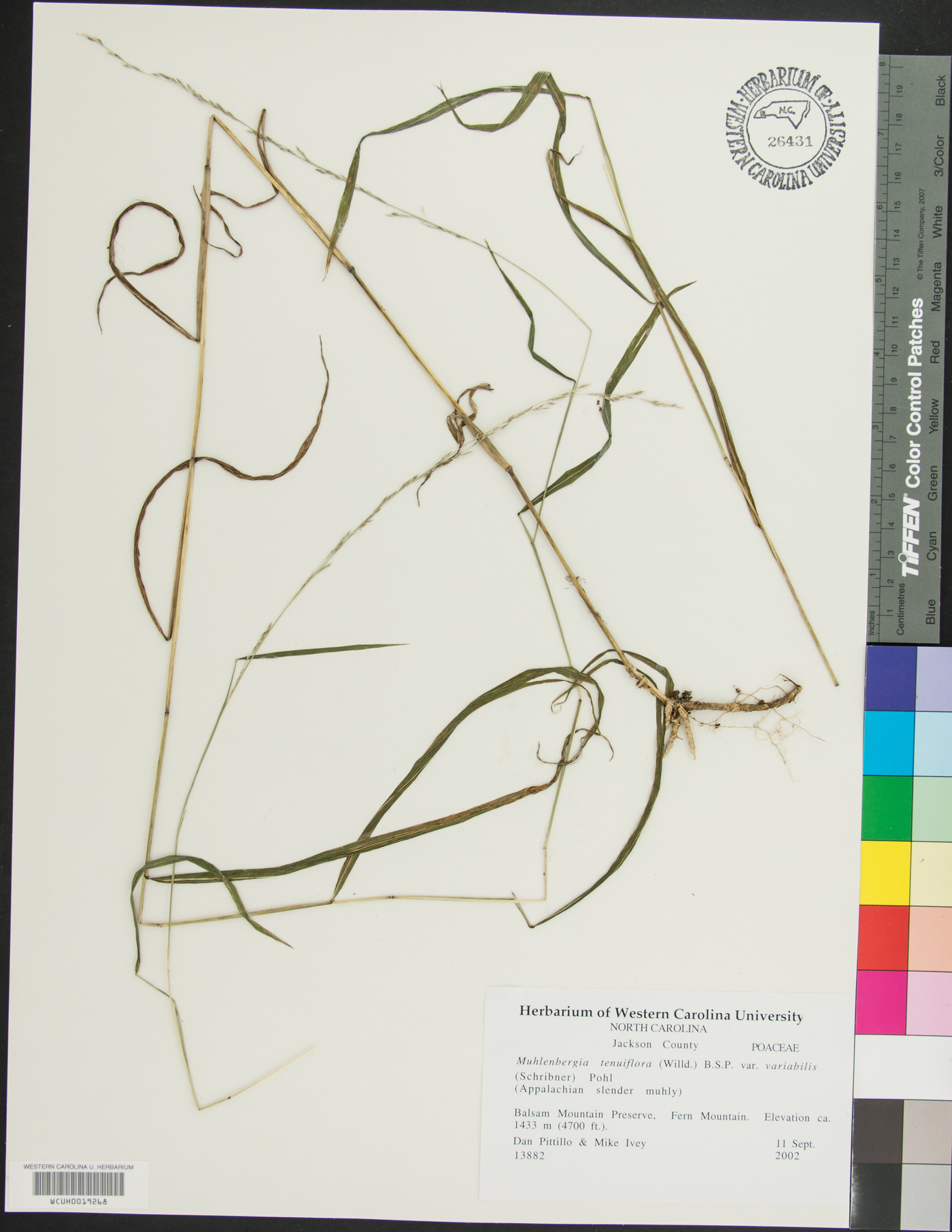 Muhlenbergia tenuiflora var. variabilis image