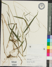 Muhlenbergia tenuiflora image