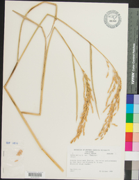 Oryza sativa image