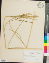 Oryza sativa image