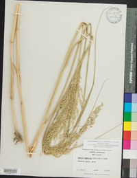 Panicum amarum var. amarulum image