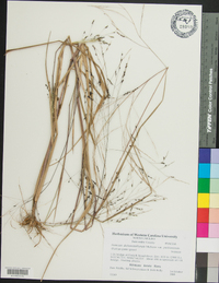 Panicum dichotomiflorum var. puritanorum image