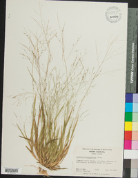 Panicum philadelphicum image