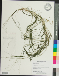 Kellochloa verrucosa image