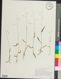 Kellochloa verrucosa image