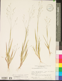 Panicum lithophilum image