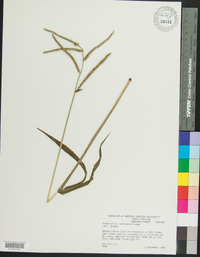 Paspalum boscianum image