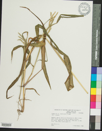 Paspalum boscianum image