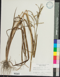 Paspalum boscianum image