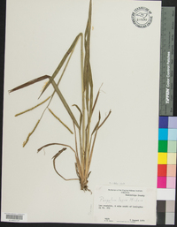 Paspalum laeve image