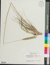 Paspalum notatum image