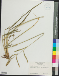 Paspalum dilatatum image