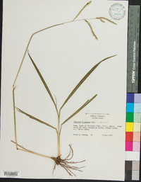 Paspalum dilatatum image