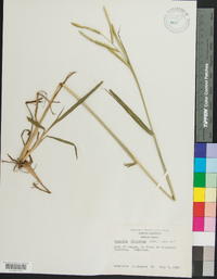 Paspalum dilatatum image