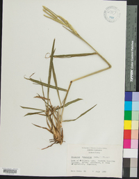 Paspalum dilatatum image