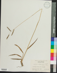 Paspalum dilatatum image