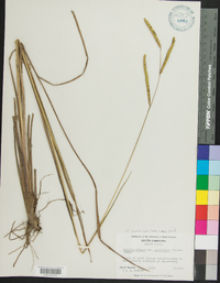 Paspalum praecox image