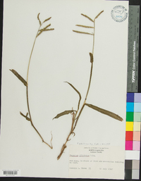 Paspalum pubiflorum image