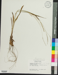 Paspalum setaceum var. ciliatifolium image