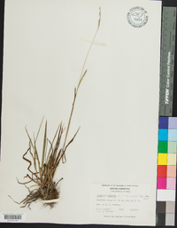 Paspalum setaceum var. setaceum image