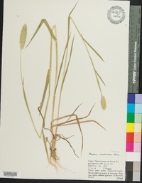 Phalaris caroliniana image