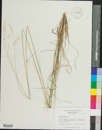 Stipa avenacea image