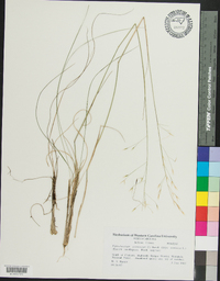 Stipa avenacea image