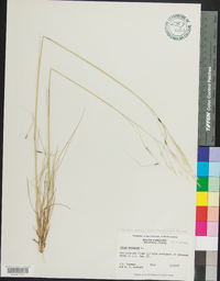 Stipa avenacea image