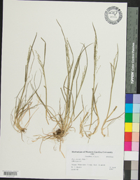 Poa alsodes image