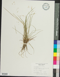 Poa autumnalis image